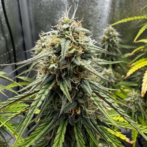 Quick One #1 growlog timeline photo