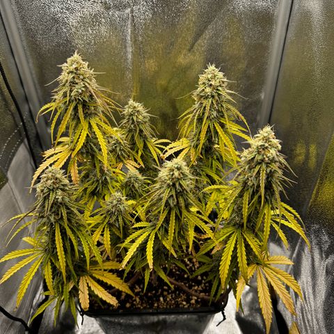 Quick One #1 growlog timeline photo