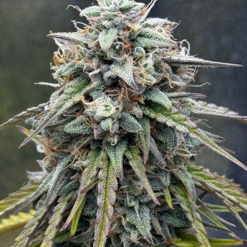 Quick One #1 growlog timeline photo