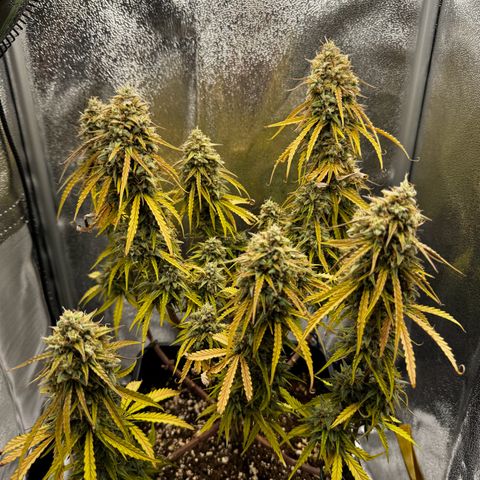 Quick One #1 growlog timeline photo