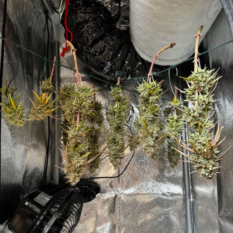 Quick One #1 growlog timeline photo