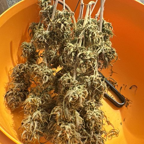 Quick One #1 growlog photo: 43,16 Gramm