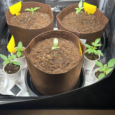 LSD-25 growlog timeline photo