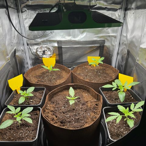 LSD-25 growlog timeline photo