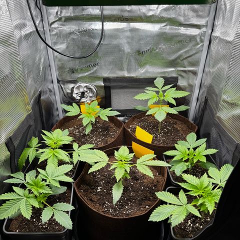 LSD-25 growlog timeline photo