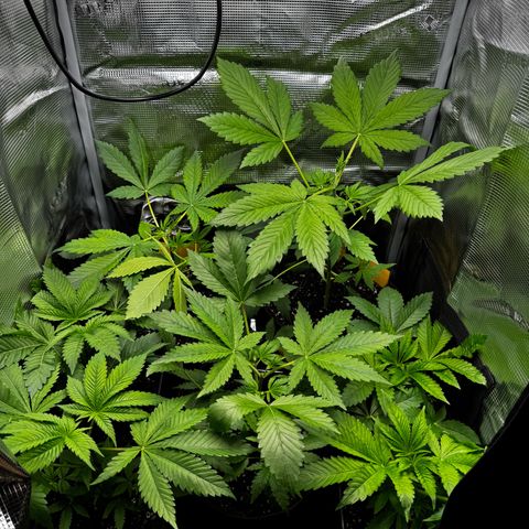 LSD-25 growlog timeline photo