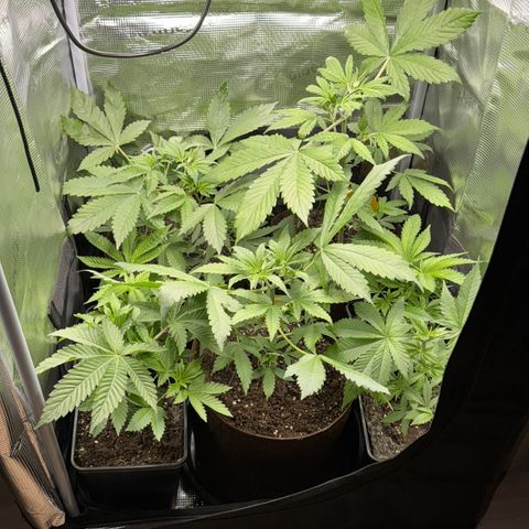 LSD-25 growlog timeline photo
