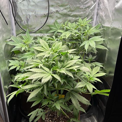LSD-25 growlog timeline photo