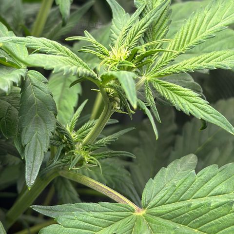 LSD-25 growlog timeline photo