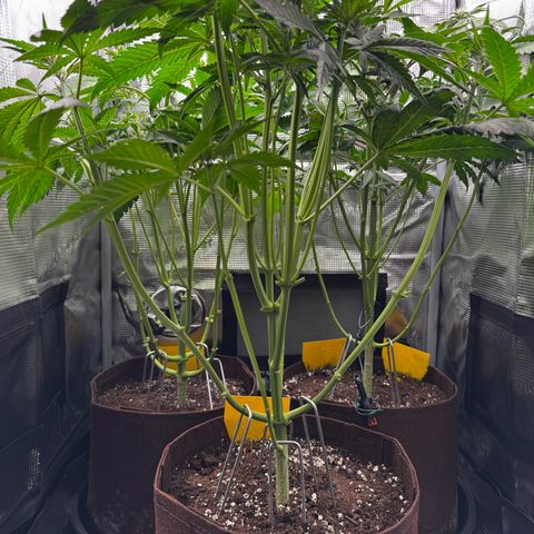 LSD-25 growlog timeline photo