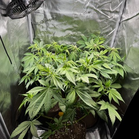 LSD-25 growlog timeline photo