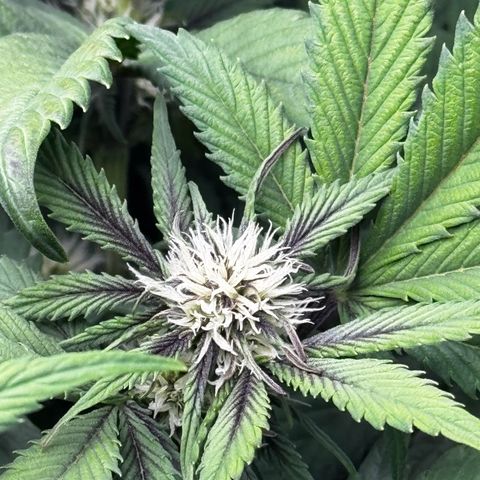 LSD-25 growlog timeline photo