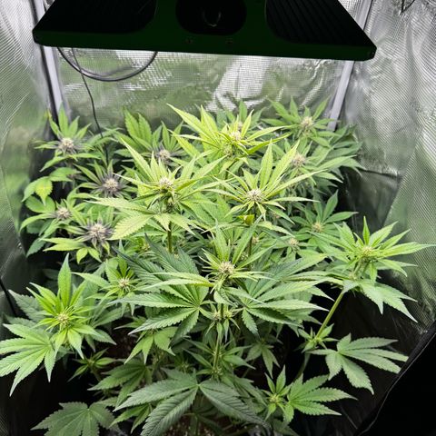 LSD-25 growlog timeline photo