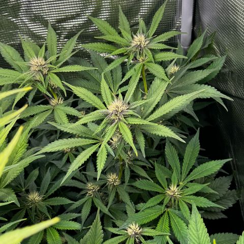 LSD-25 growlog timeline photo
