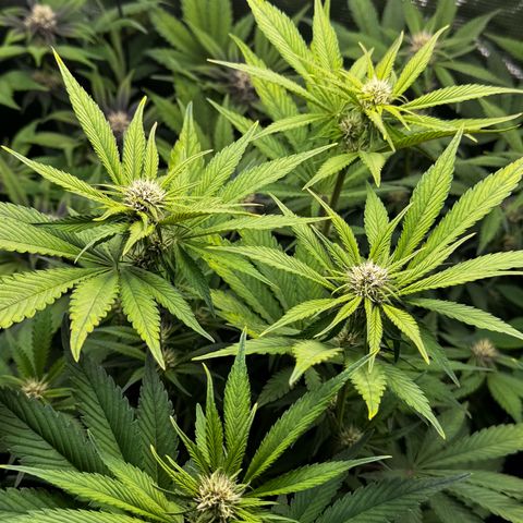 LSD-25 growlog timeline photo