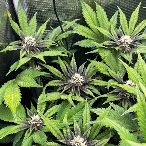 LSD-25 growlog timeline photo