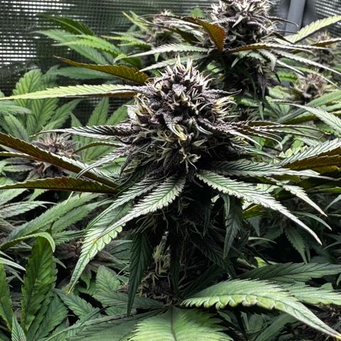 LSD-25 growlog timeline photo