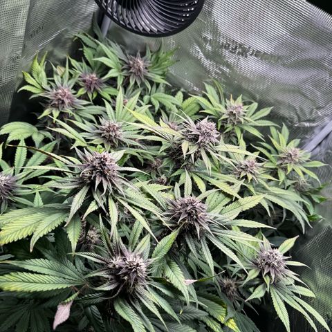 LSD-25 growlog timeline photo
