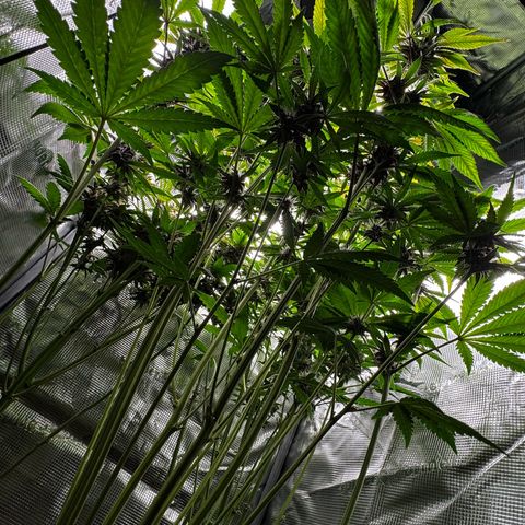 LSD-25 growlog timeline photo