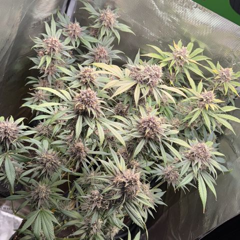 LSD-25 growlog timeline photo
