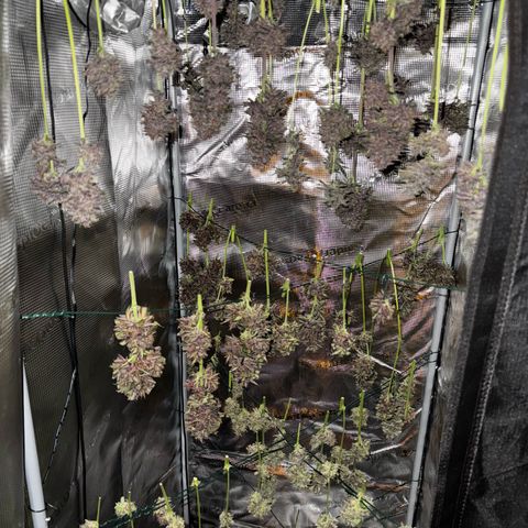 LSD-25 growlog timeline photo