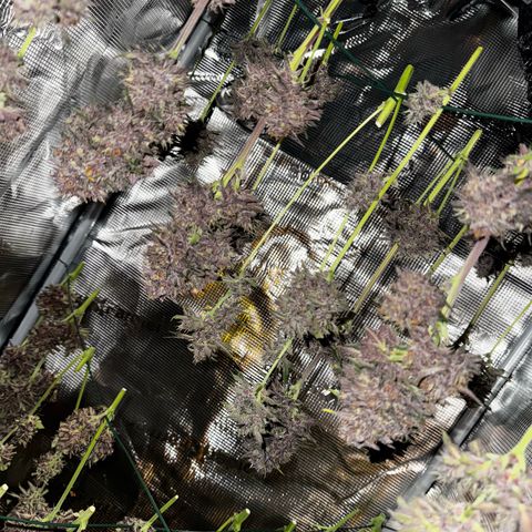LSD-25 growlog timeline photo