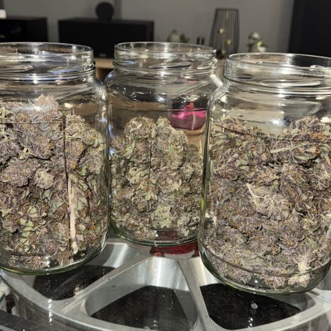 LSD-25 growlog timeline photo