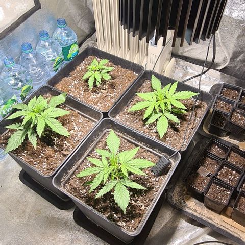 Plant #1 HG growlog timeline photo