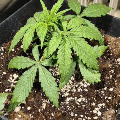 Plant #1 HG growlog timeline photo