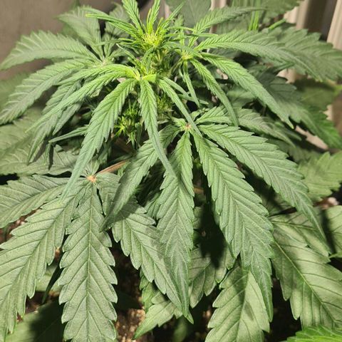 Plant #1 HG growlog photo: Début flo ?