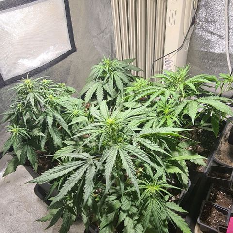 Plant #1 HG growlog timeline photo