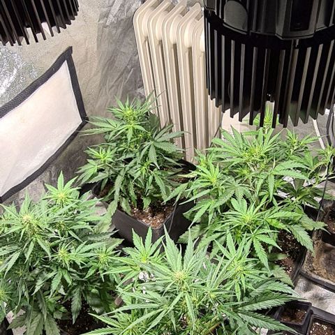 Plant #1 HG growlog timeline photo