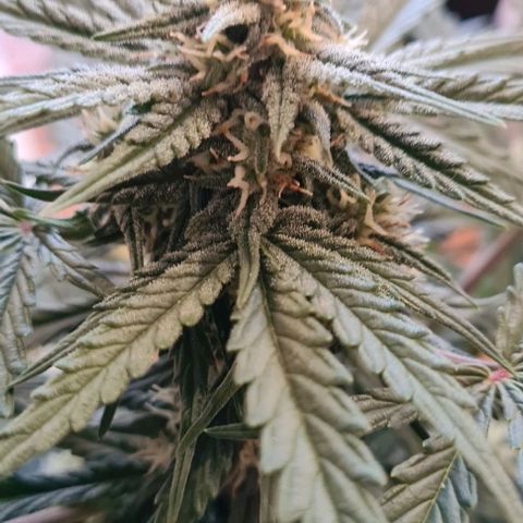 Plant #1 HG growlog timeline photo