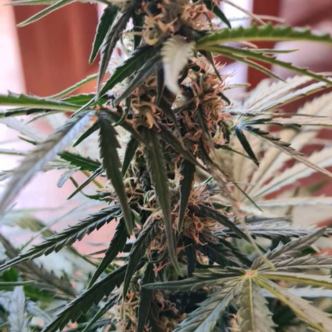 Plant #1 HG growlog timeline photo