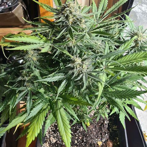 Plant #1 HG growlog timeline photo