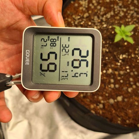 CBD Skunk Haze growlog photo: Very nice