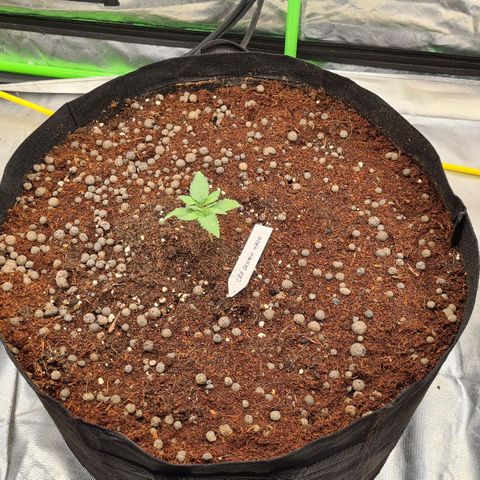 CBD Skunk Haze growlog photo: Very nice