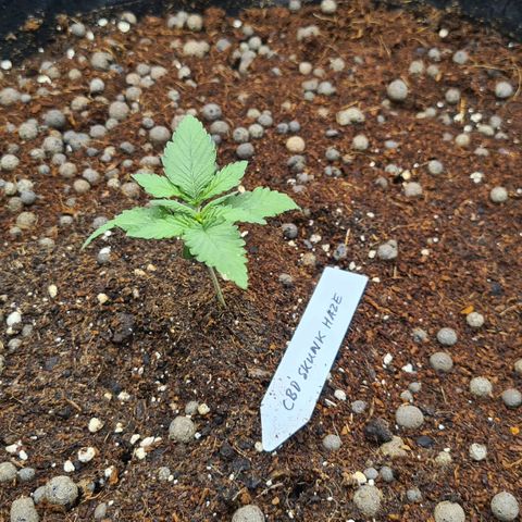 CBD Skunk Haze growlog photo: Very nice