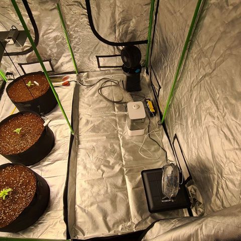 Durga Mata II CBD growlog photo: Time for playing 1 hour Bob Marley for the plants