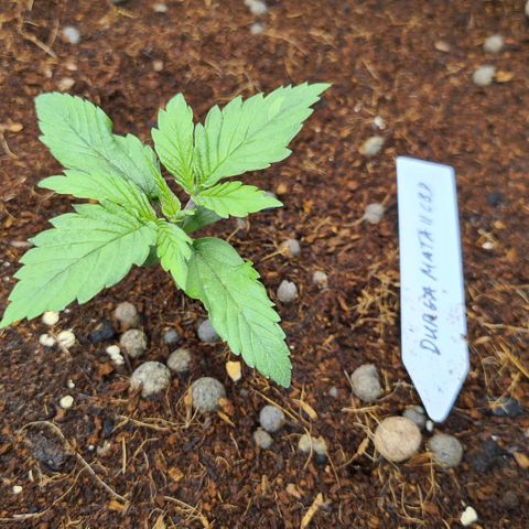 Durga Mata II CBD growlog photo: Time for playing 1 hour Bob Marley for the plants