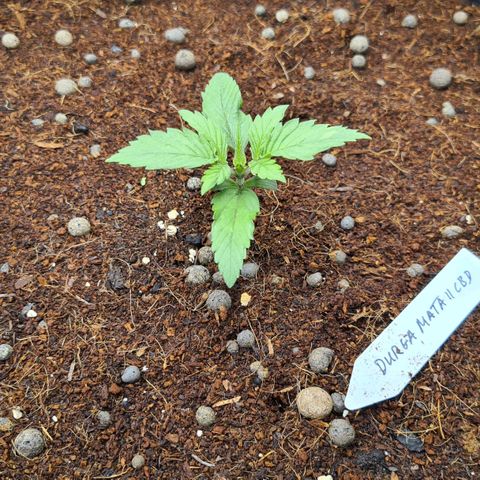 Durga Mata II CBD growlog photo: Time for playing 1 hour Bob Marley for the plants