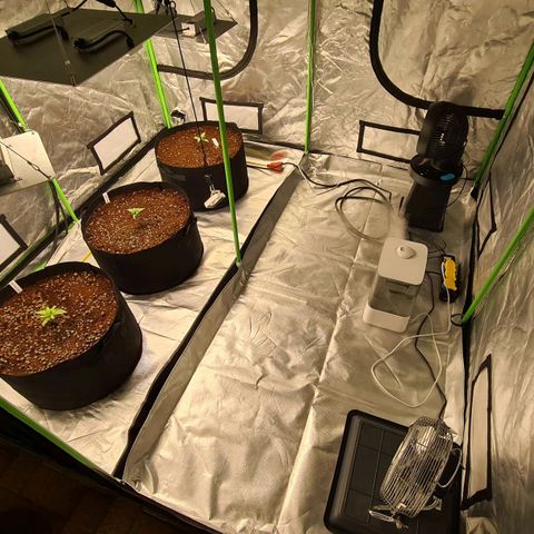 Durga Mata II CBD growlog photo: Time for playing 1 hour Bob Marley for the plants