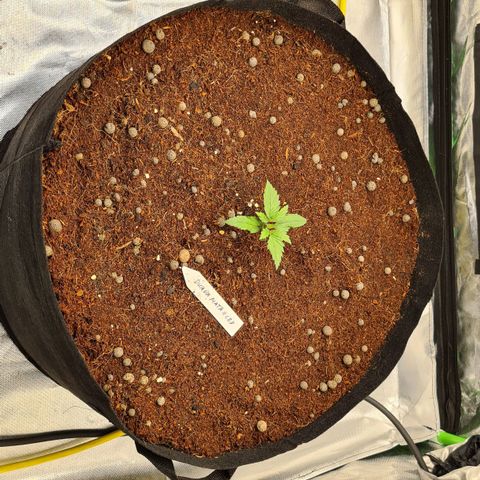Durga Mata II CBD growlog photo: Time for playing 1 hour Bob Marley for the plants
