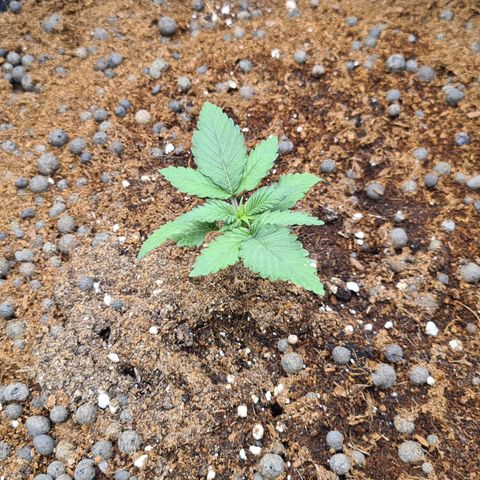 CBD Skunk Haze growlog timeline photo