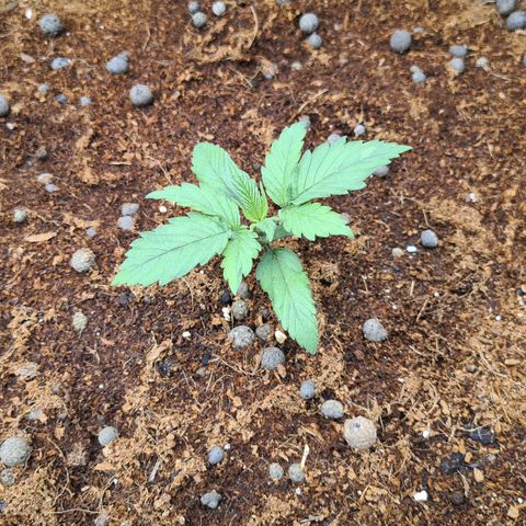 Durga Mata II CBD growlog timeline photo