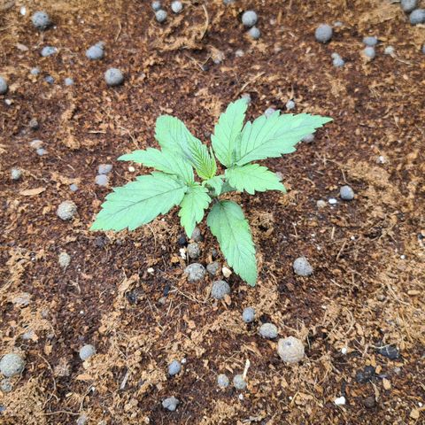 Durga Mata II CBD growlog timeline photo