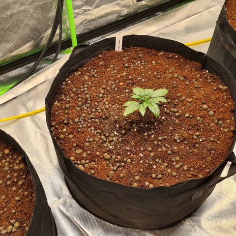 CBD Skunk Haze growlog timeline photo