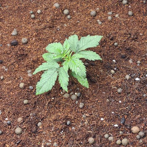 Durga Mata II CBD growlog timeline photo
