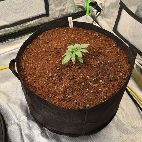 Durga Mata II CBD growlog timeline photo