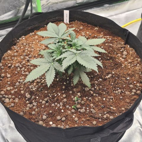 CBD Skunk Haze growlog timeline photo